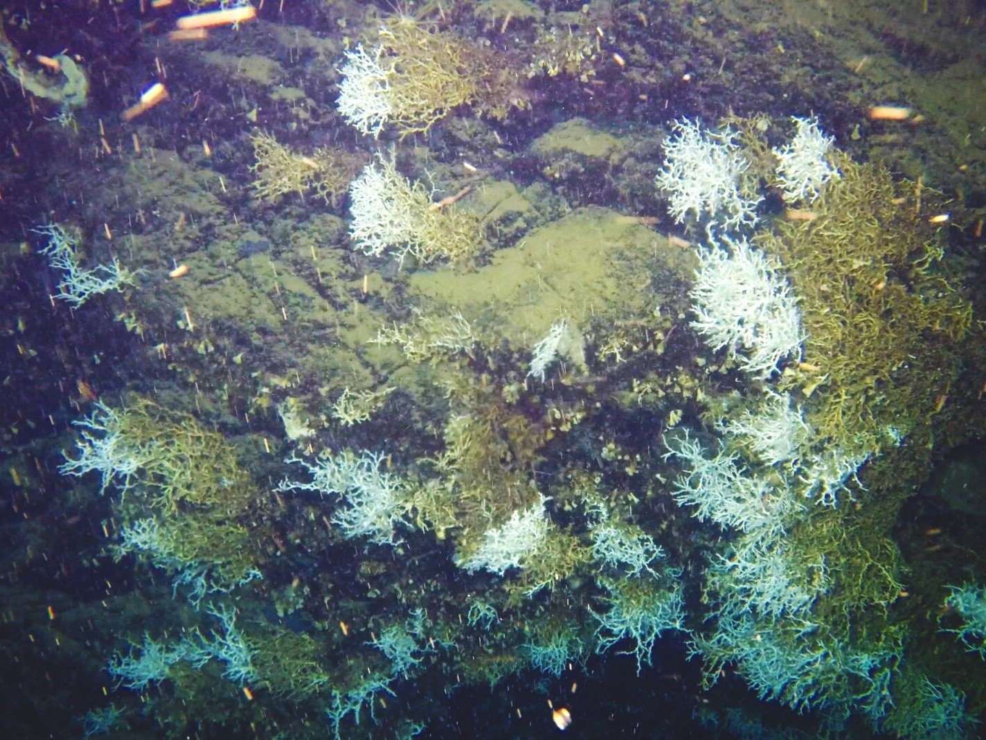 Board and governance practices